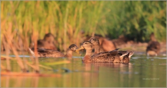 <p>KACHNA DIVOKÁ (Anas platyrhynchos) /Mallard - Stockente/</p>